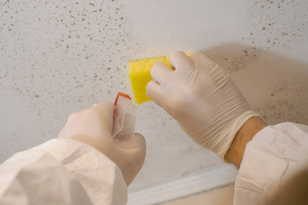 Reliable Mission Canyon, CA Mold Inspection, Removal & Remediation Solutions